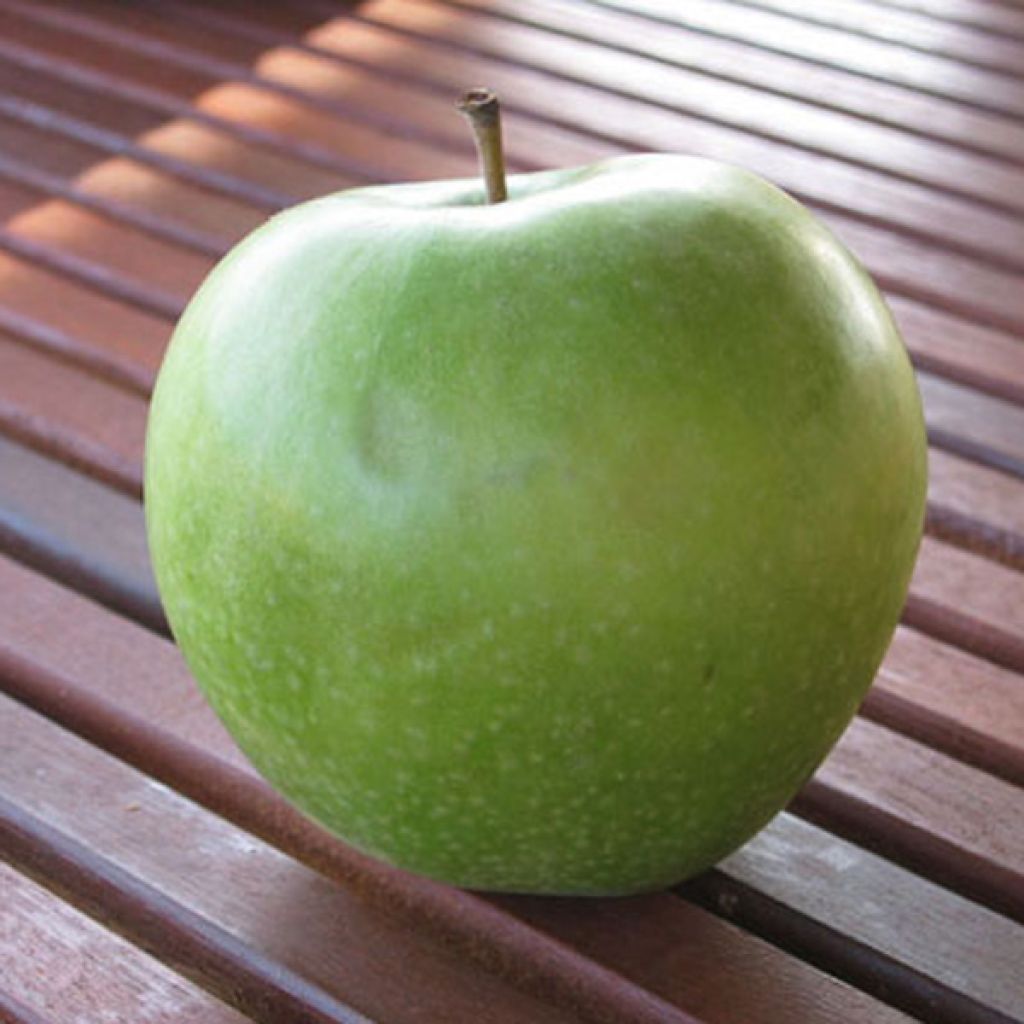 Apfelbaum Granny Smith - Malus domestica