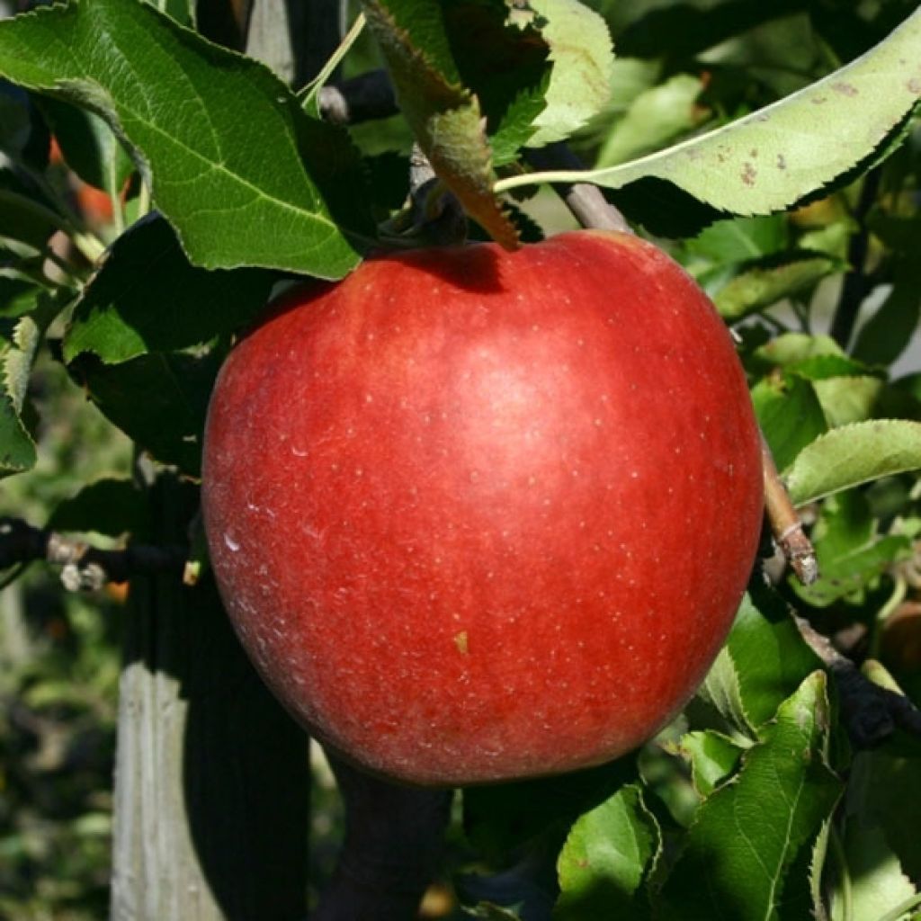 Pommier Jonagold - Palissé en palmettes