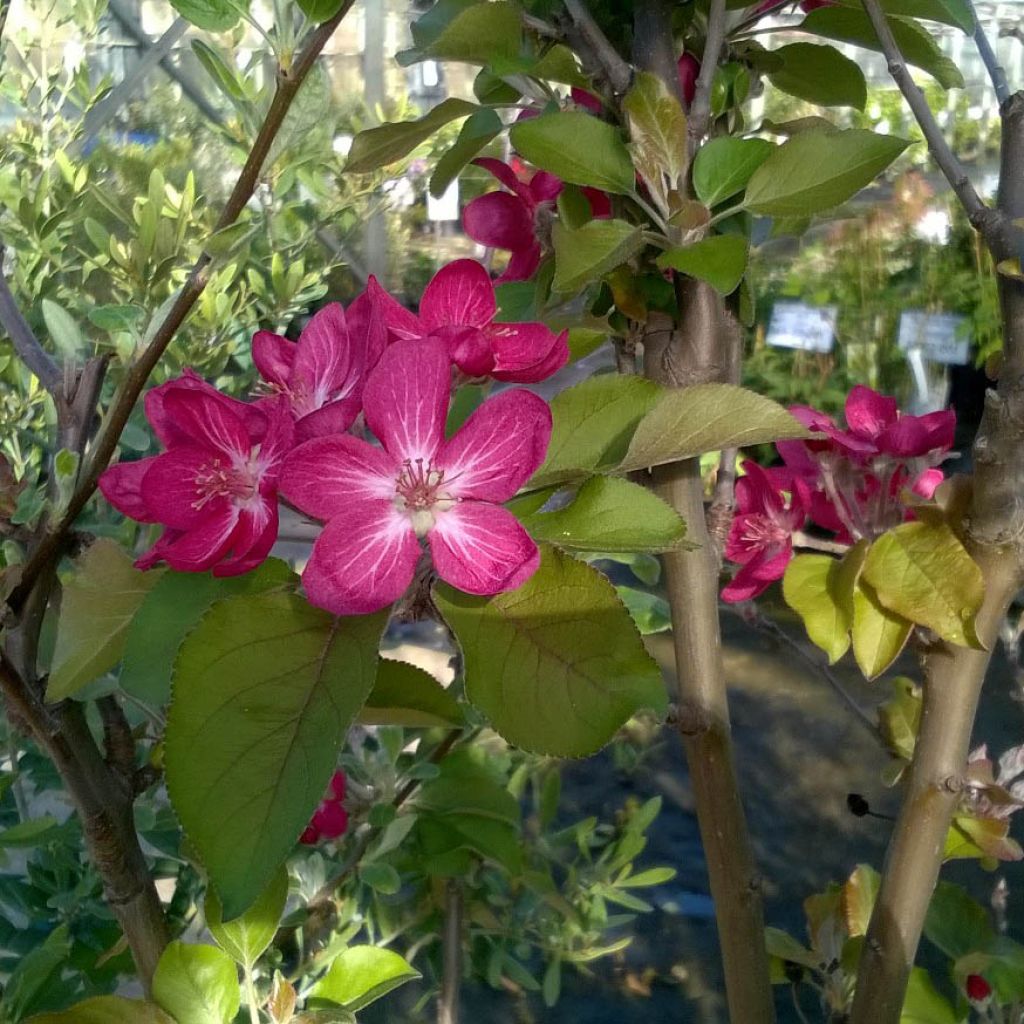 Apfelbaum Red Love - Malus domestica