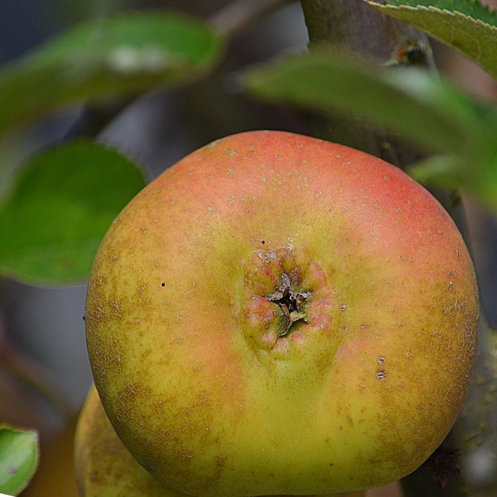 Pommier Reinette grise du Canada- Malus domestica