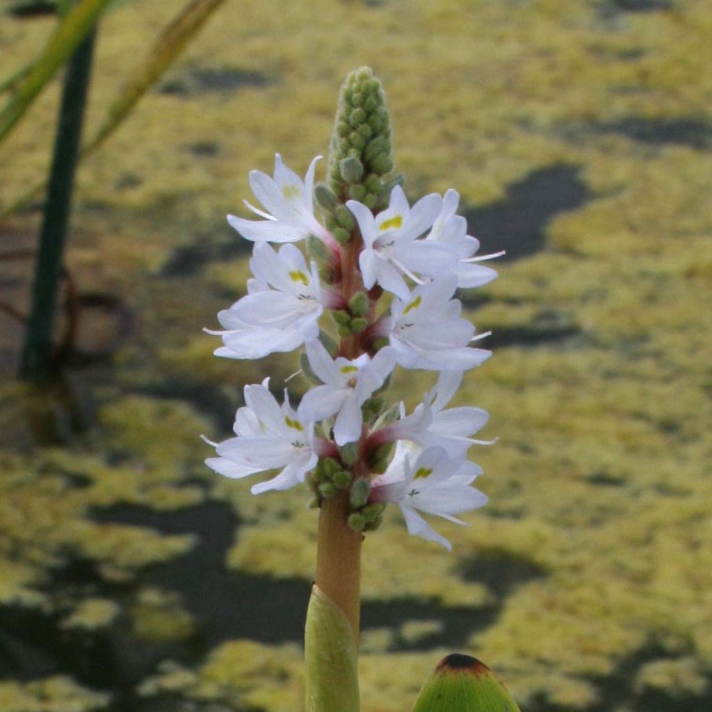 Pontederia cordata White Pike - Hechtkraut