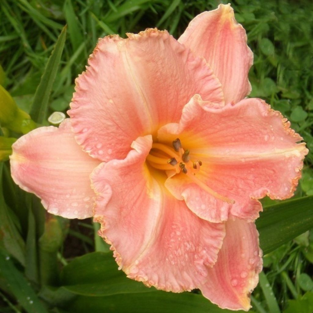 Hemerocallis Poogie - Taglilie