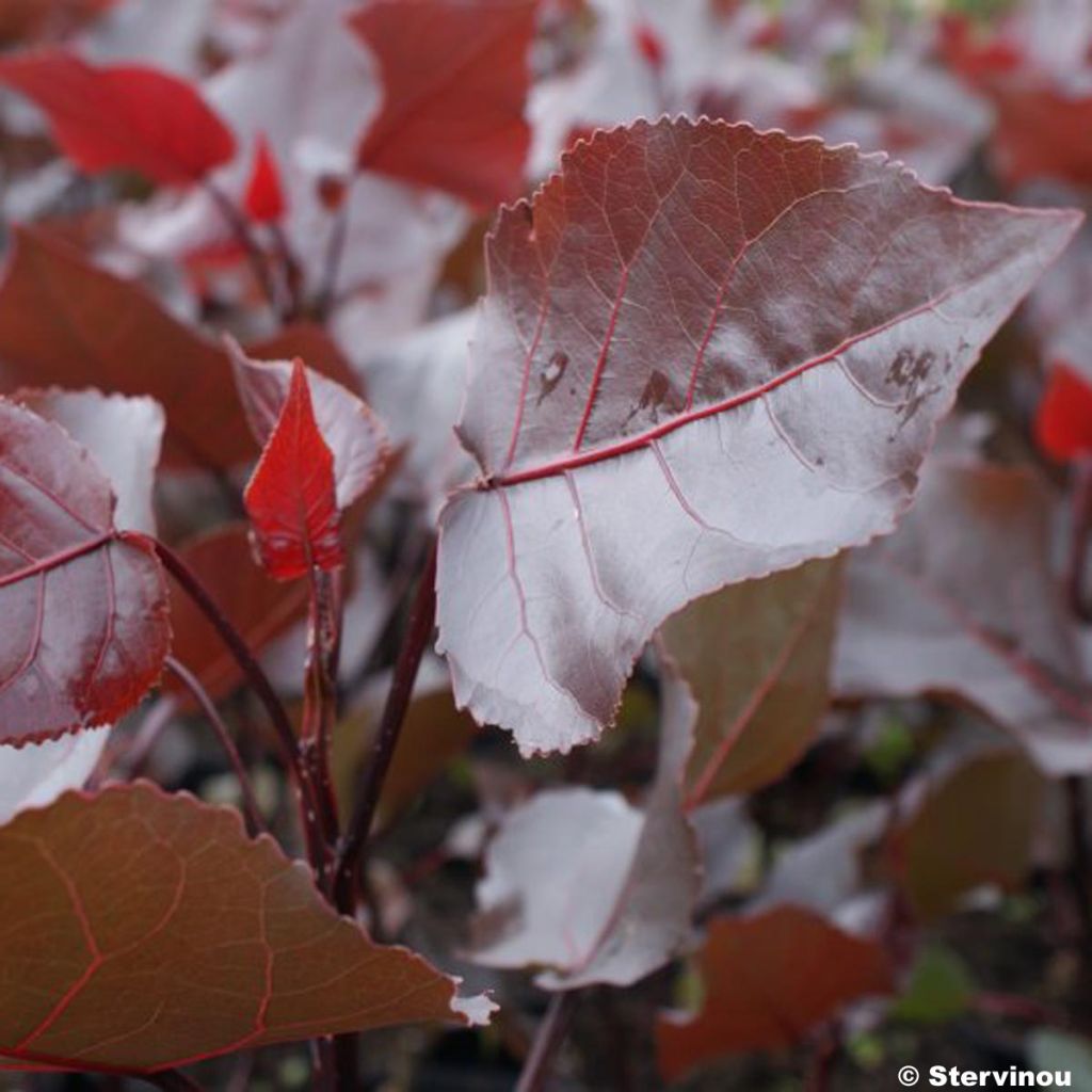 Virginische Pappel Purple Tower - Populus deltoides