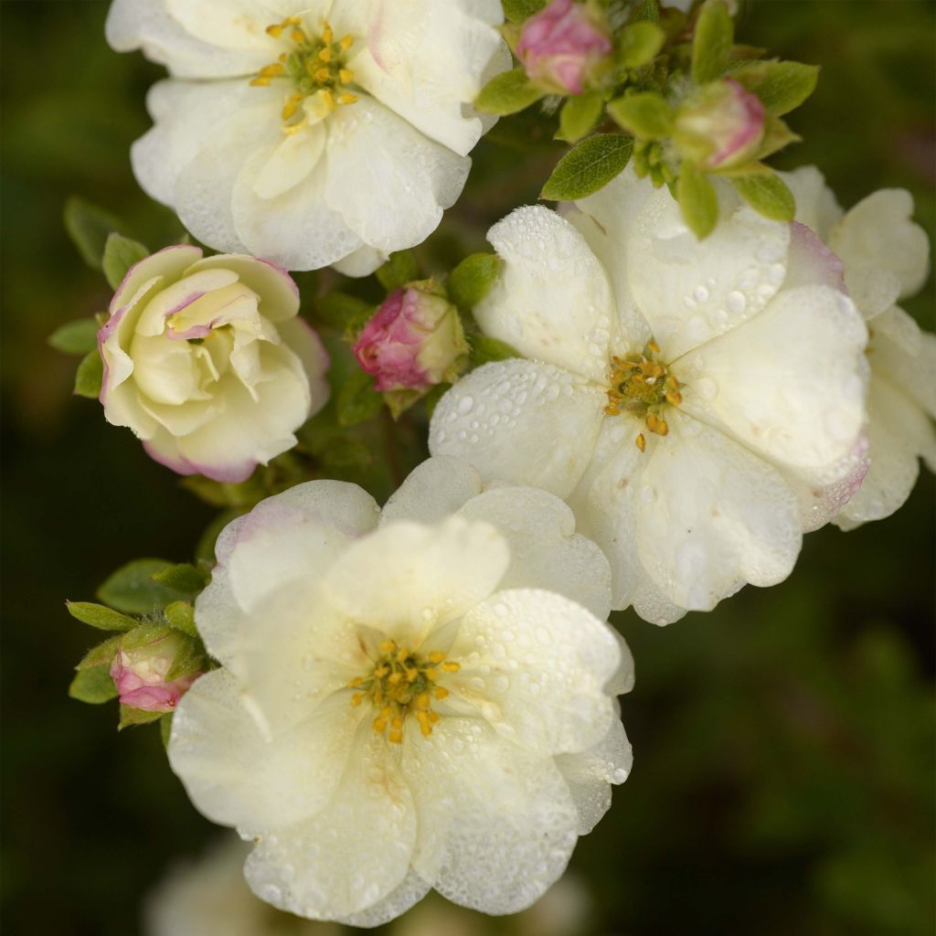 Fingerstrauch Double Punch Cream - Potentilla fruticosa