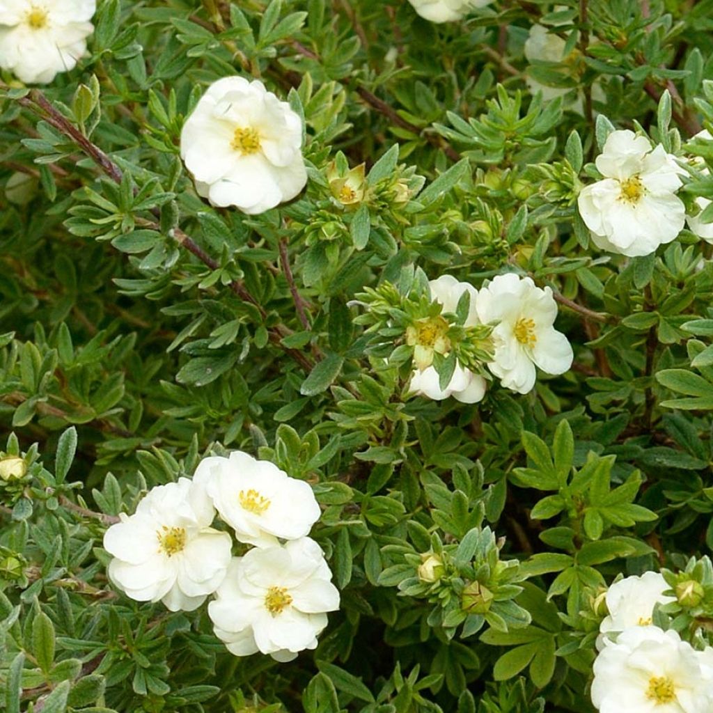 Fingerstrauch Double Punch Cream - Potentilla fruticosa