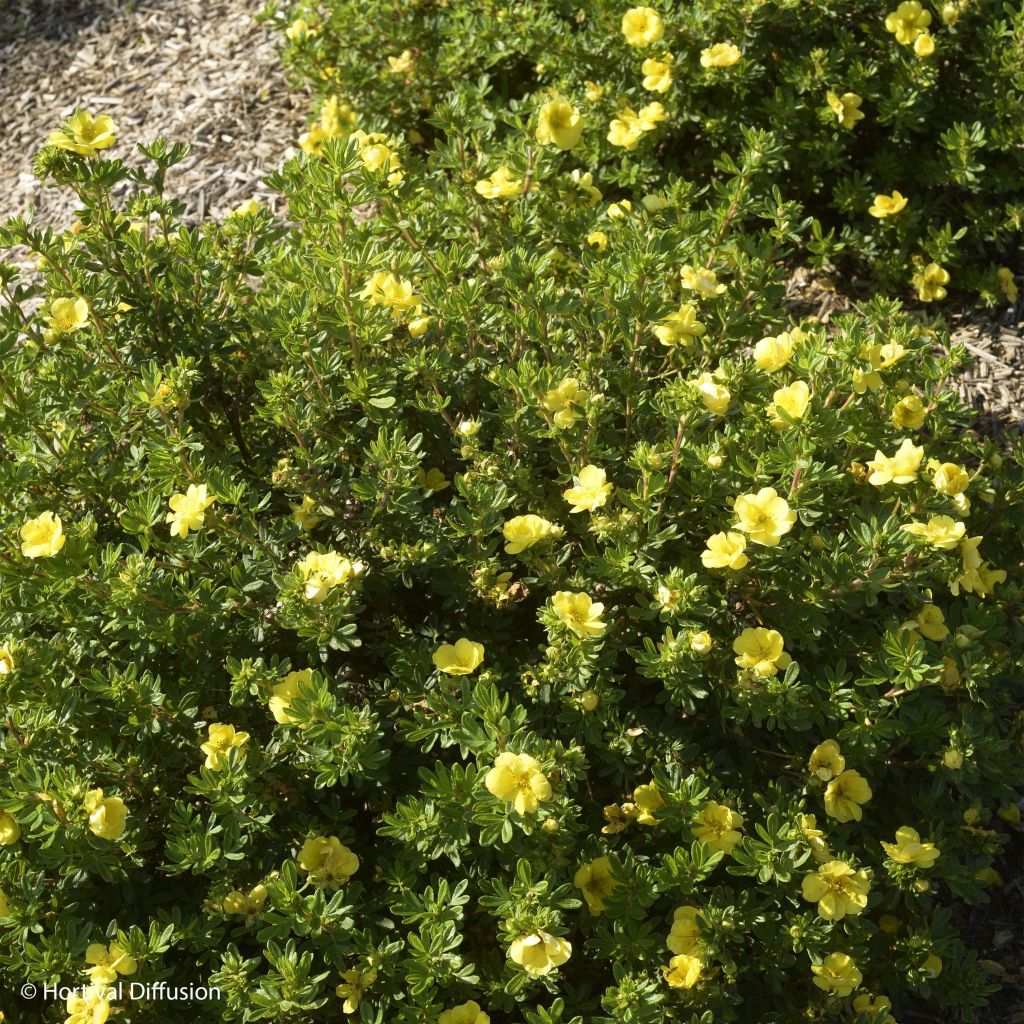 Fingerstrauch Double Punch Gold - Potentilla fruticosa