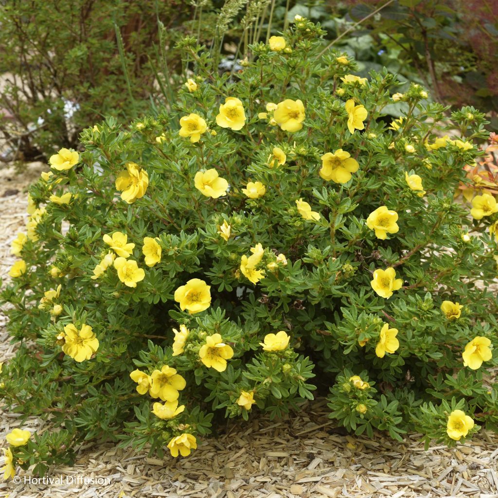 Fingerstrauch Double Punch Gold - Potentilla fruticosa