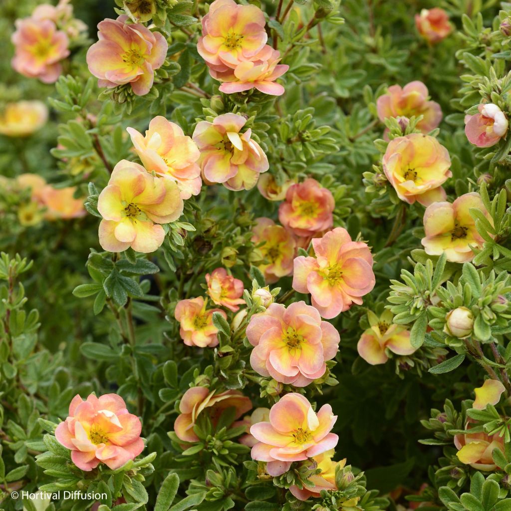 Fingerstrauch Double Punch Peach - Potentilla fruticosa