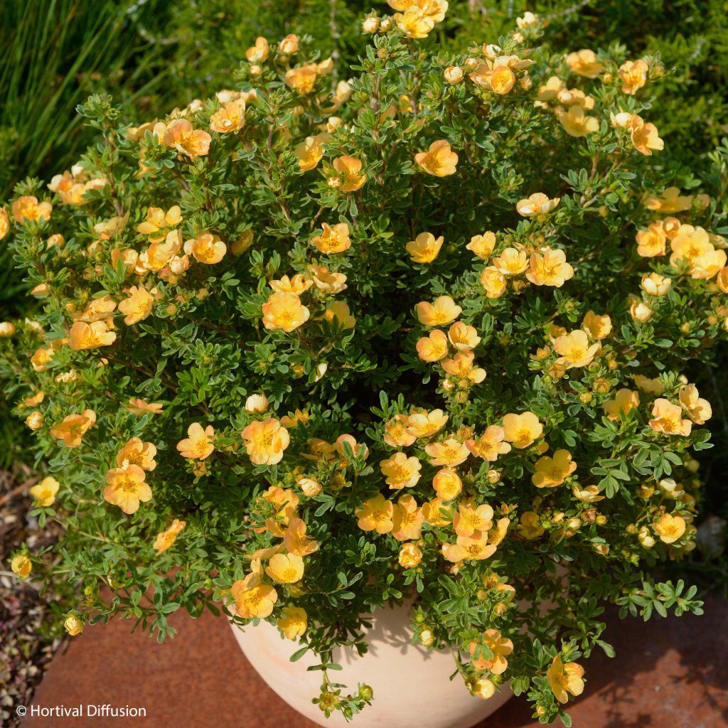 Fingerstrauch Double Punch Peach - Potentilla fruticosa