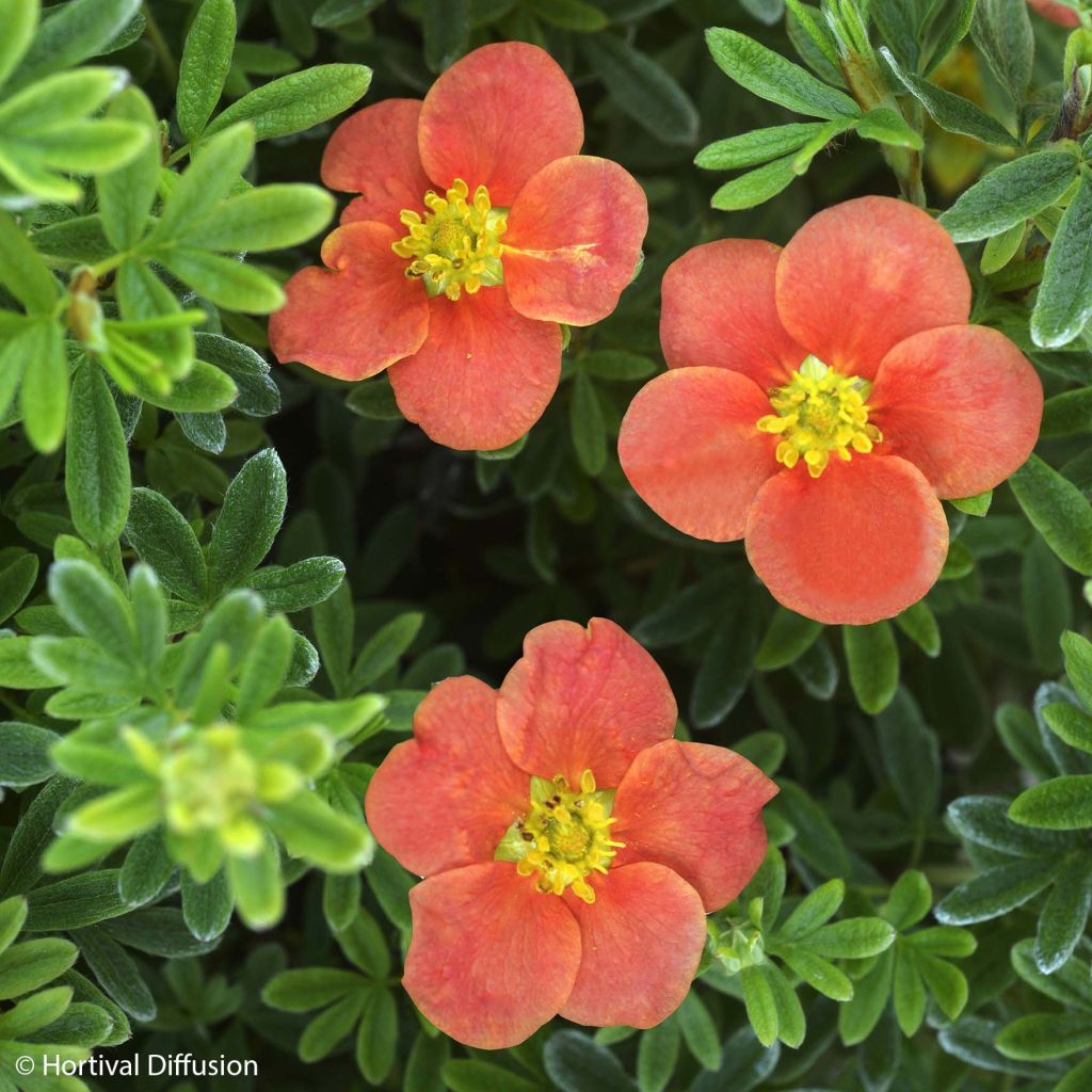 Fingerstrauch Red'issima - Potentilla fruticosa