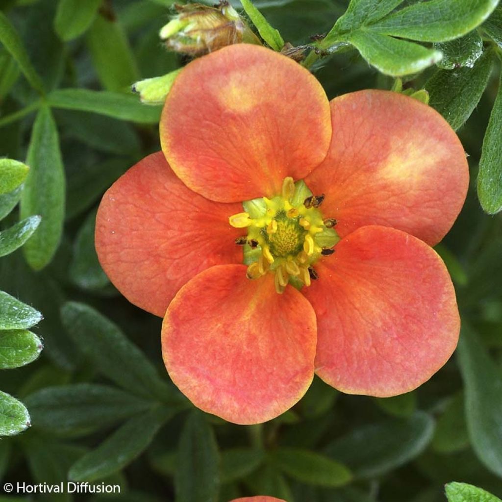 Fingerstrauch Red'issima - Potentilla fruticosa