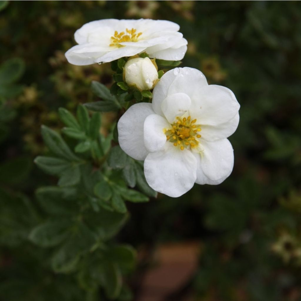 Fingerstrauch Creme brulée - Potentilla fruticosa