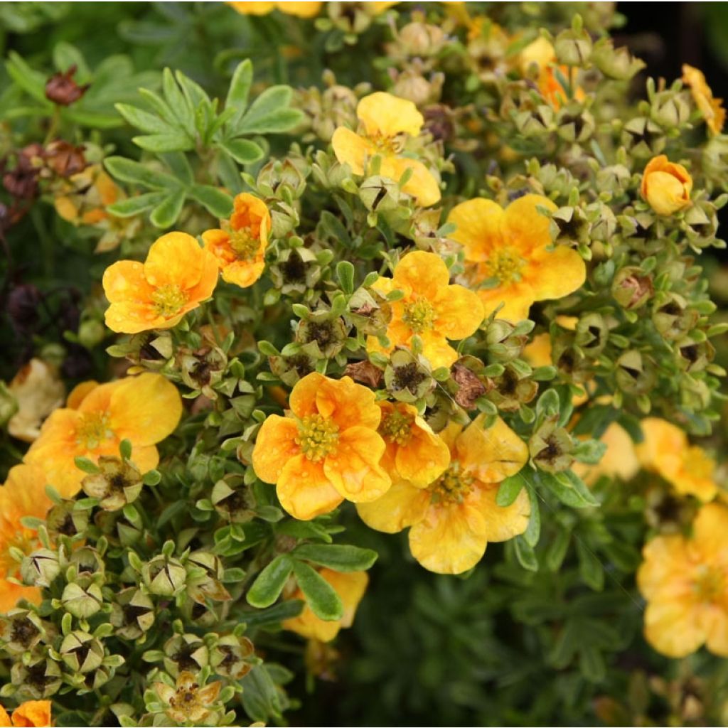 Fingerstrauch Mango Tango - Potentilla fruticosa