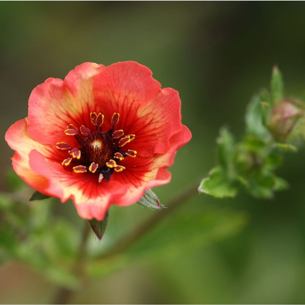 Potentilla nepalensis Miss Willmott - Potentille vivace du Népal