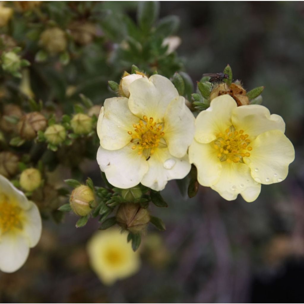 Fingerstrauch Primrose Beauty - Potentilla fruticosa