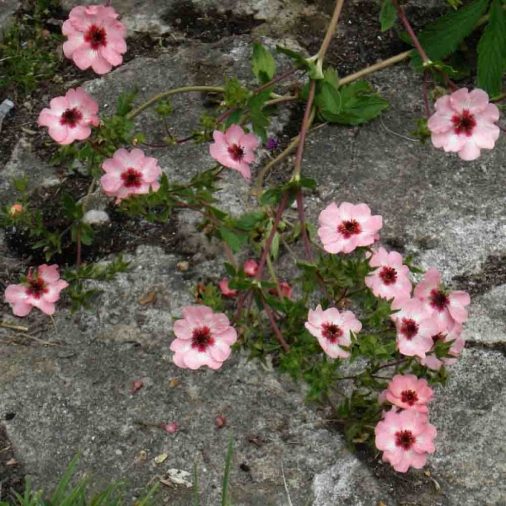 Potentilla hopwoodiana - Hopwoods Fingerkraut