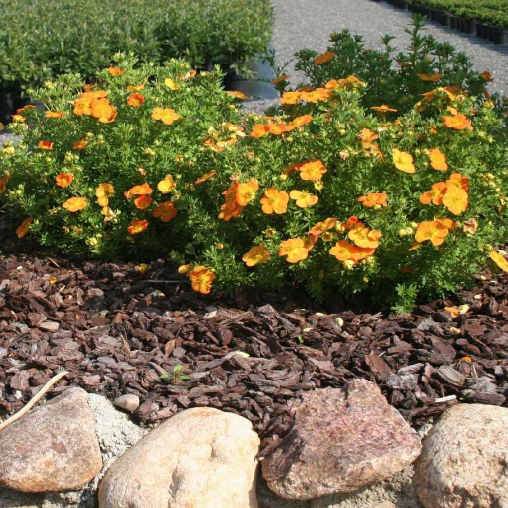 Fingerstrauch Bella Sol - Potentilla fruticosa