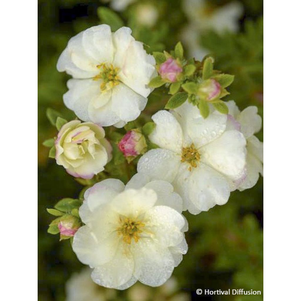 Fingerstrauch Double Punch Cream - Potentilla fruticosa