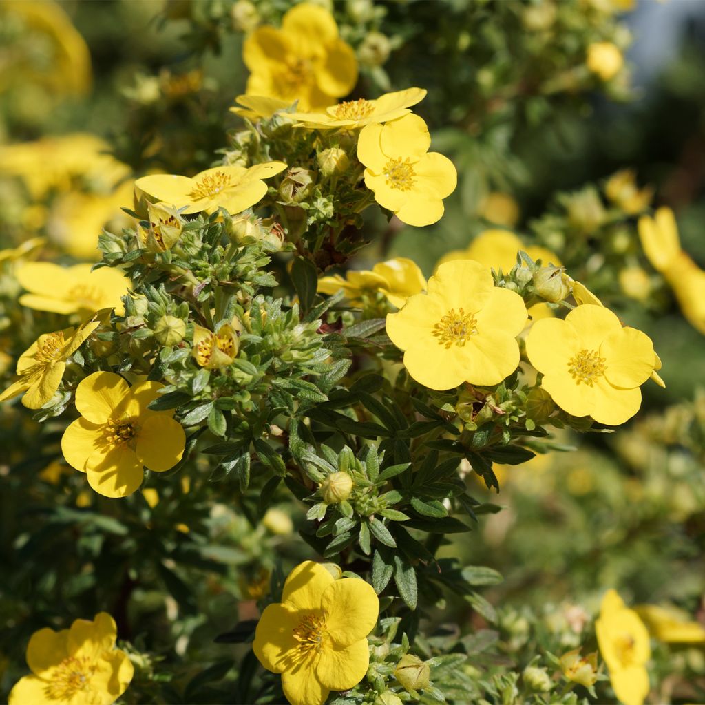 Fingerstrauch - Potentilla fruticosa