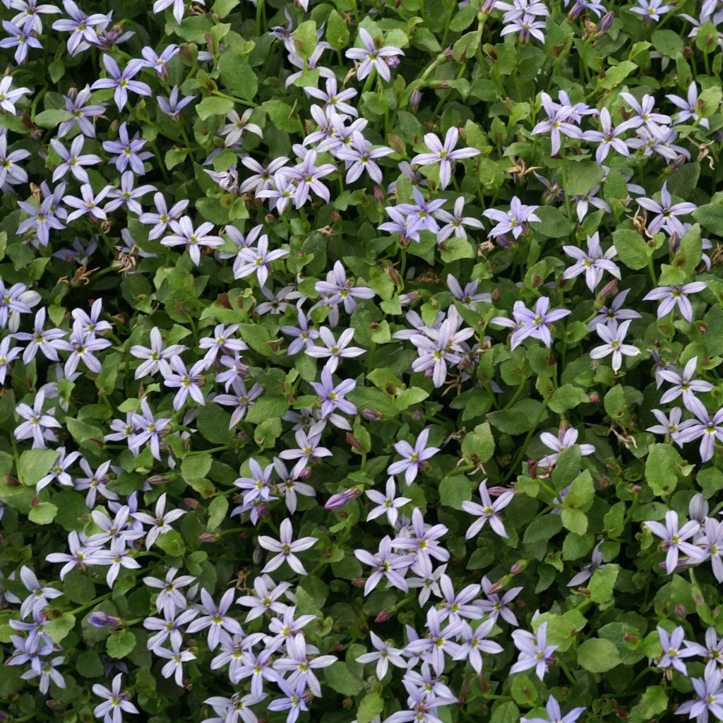 Pratia pedunculata County Park - Teppichlobelie