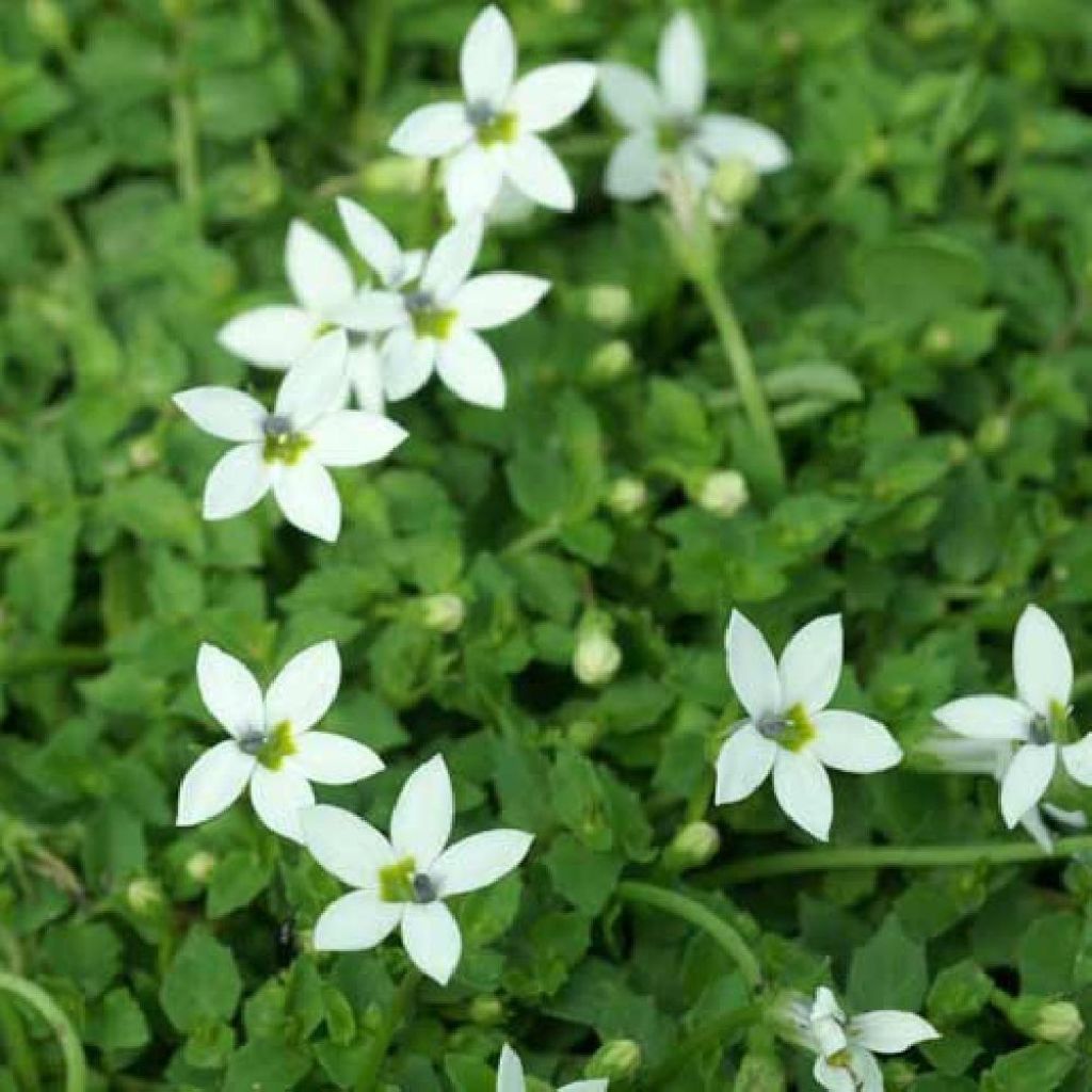 Pratia pedunculata Alba - Teppichlobelie