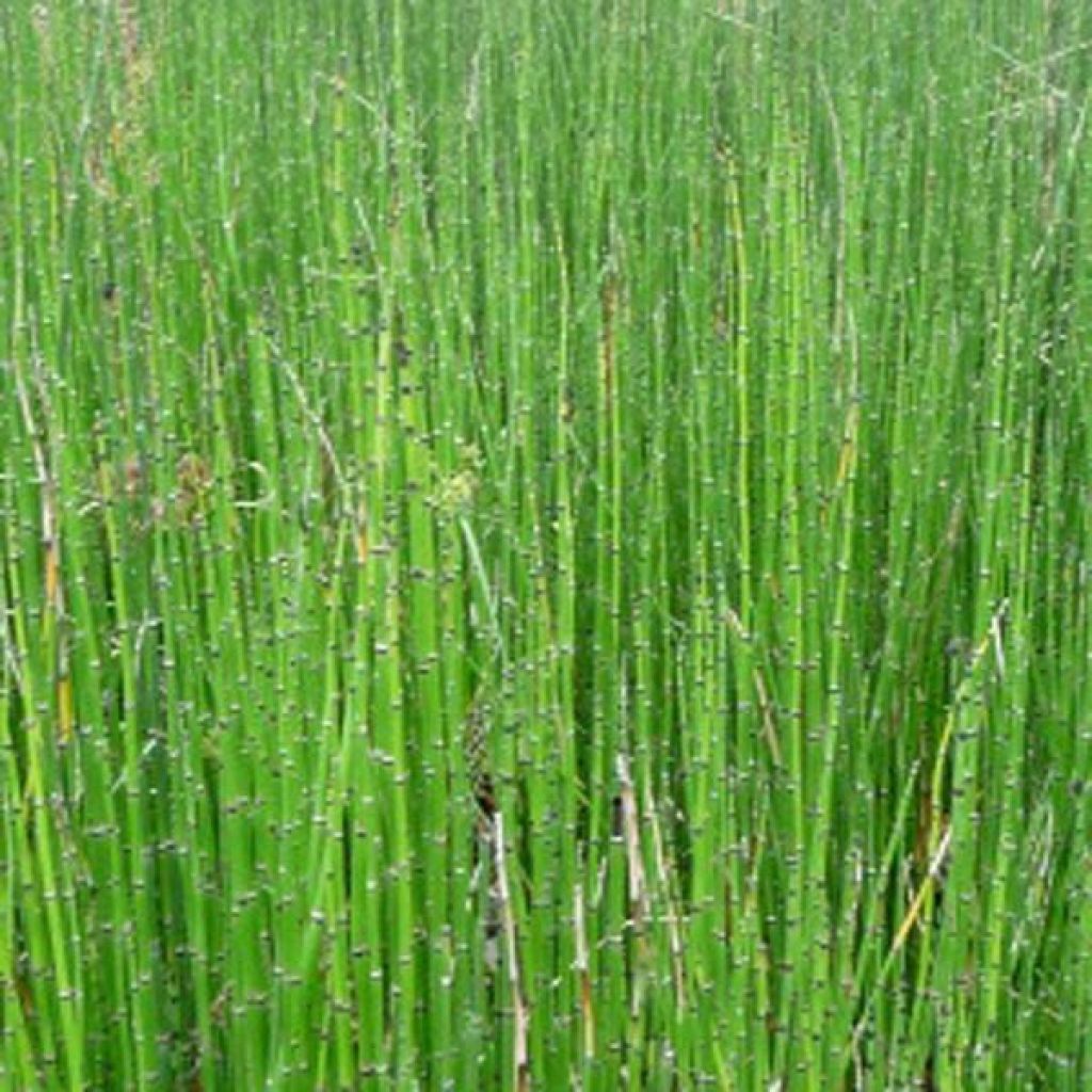 Equisetum scirpoides - Binsen-Schachtelhalm