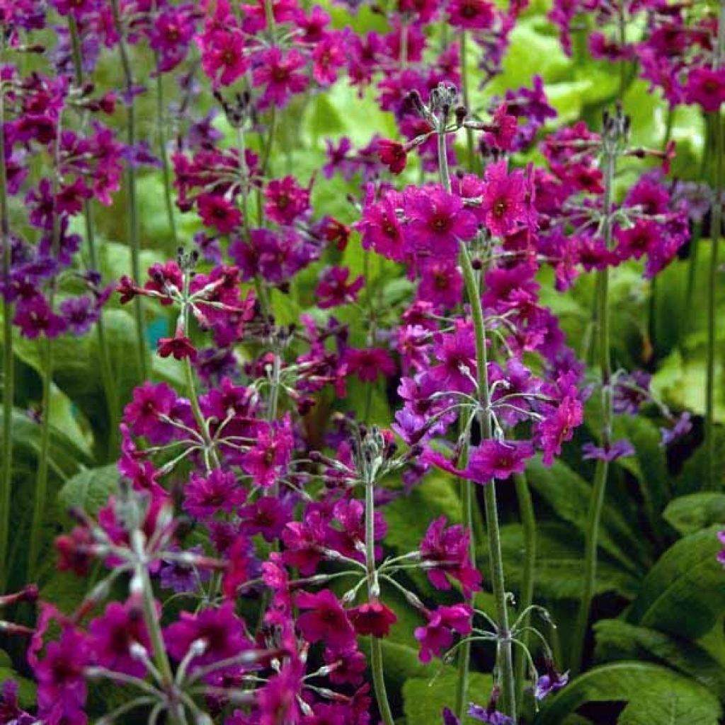 Primevère candélabre - Primula pulverulenta