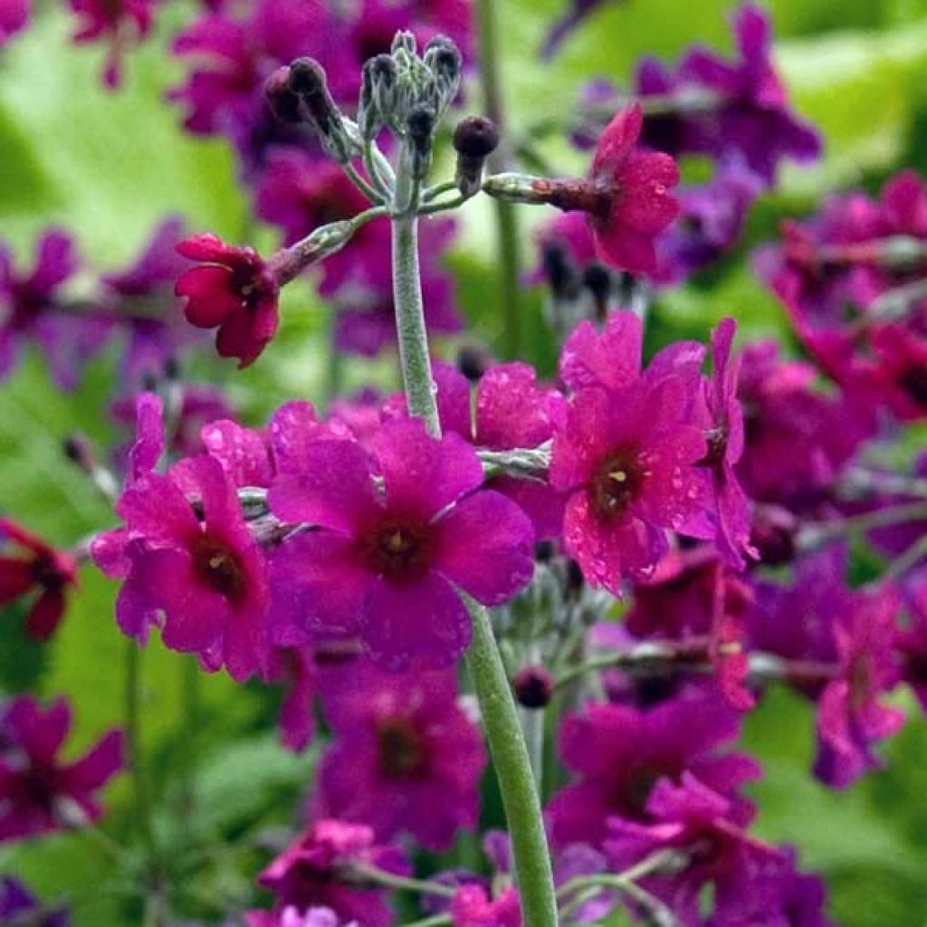 Primevère candélabre - Primula pulverulenta