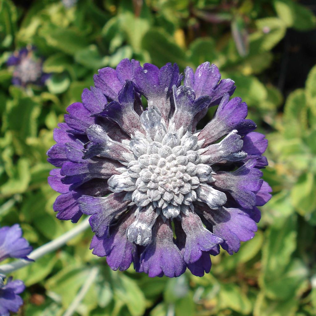 Primevère de l'Himalaya - Primula capitata mooreana