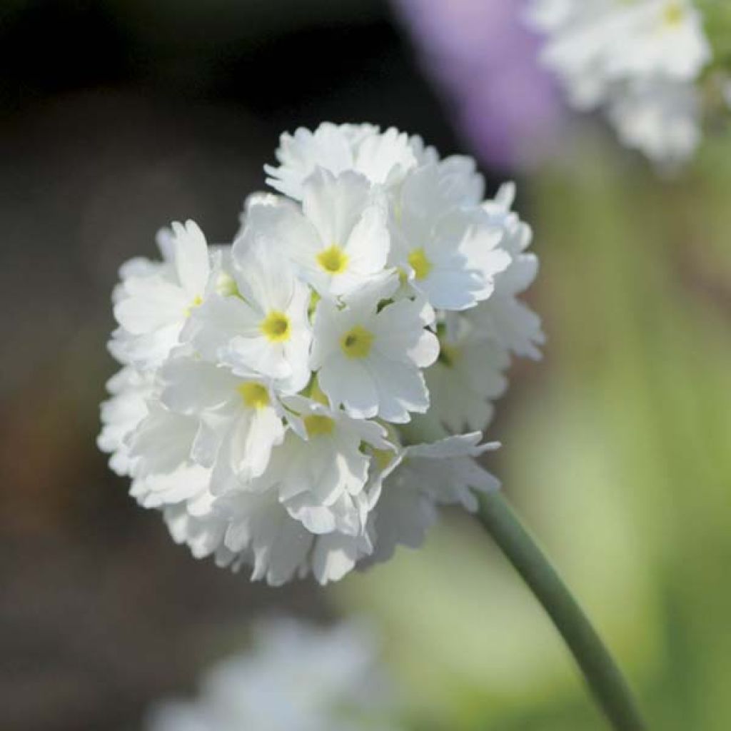 Primula denticulata Alba - Kugelprimel