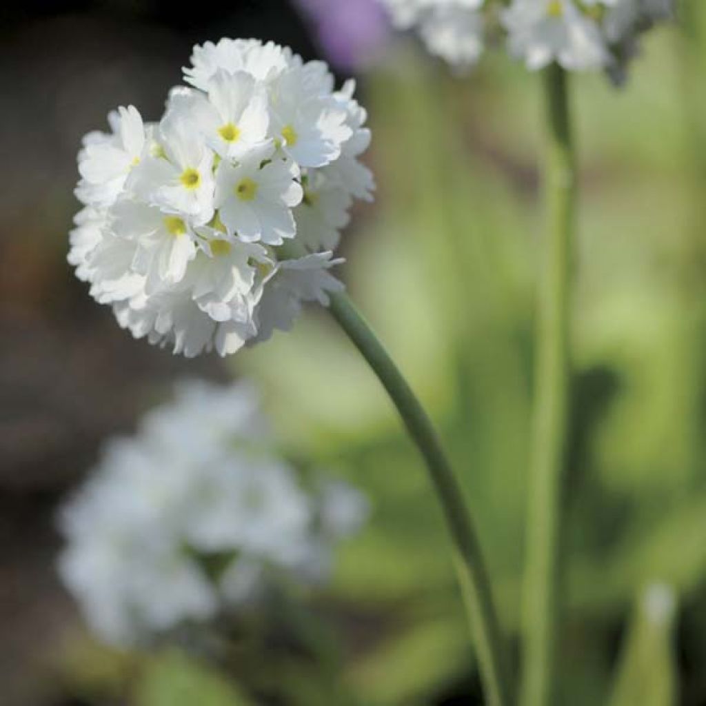 Primula denticulata Alba - Kugelprimel