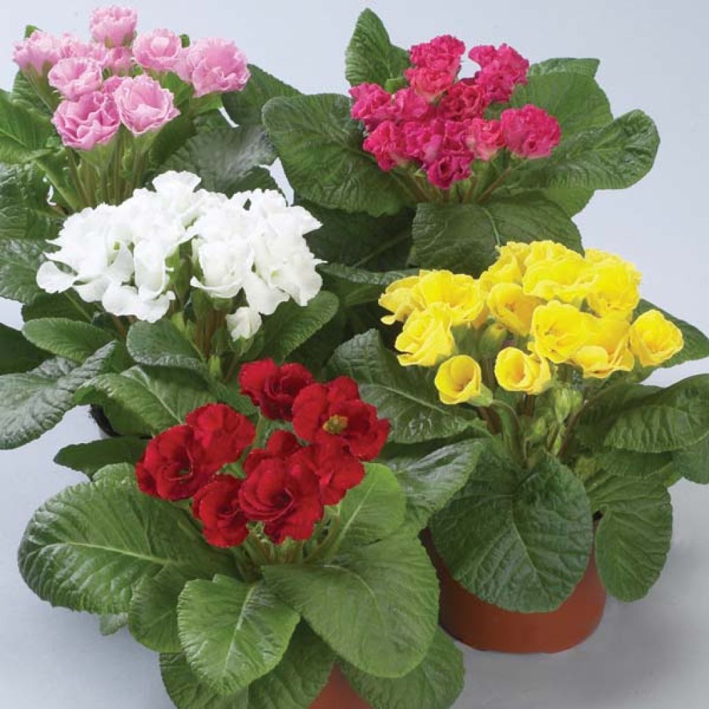 Primula Double Primlet Mix - Kissenprimel