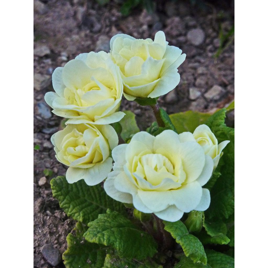 Primula Belarina Cream - Kissenprimel