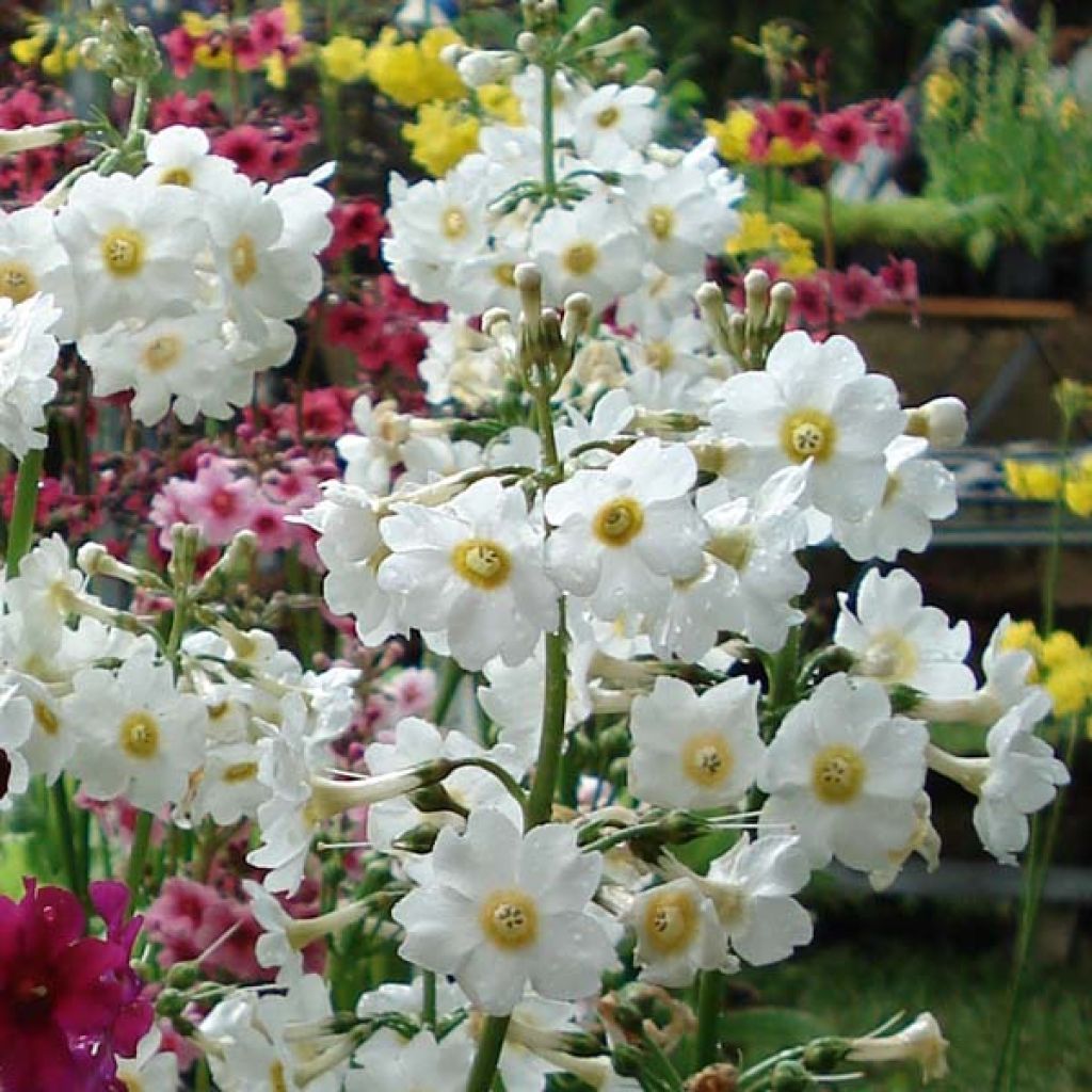 Primula japonica Alba - Etagen-Primel