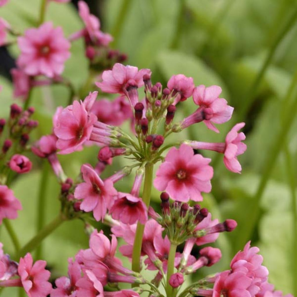 Primula japonica Millers Crimson - Etagen-Primel