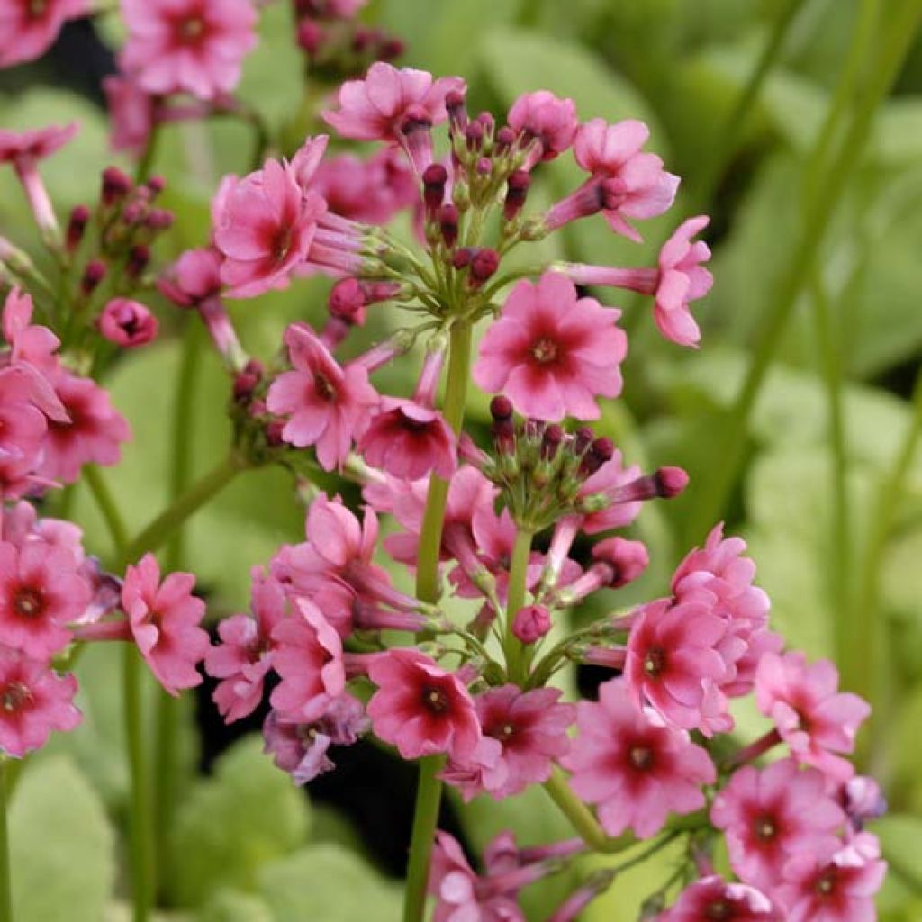 Primula japonica Millers Crimson - Etagen-Primel