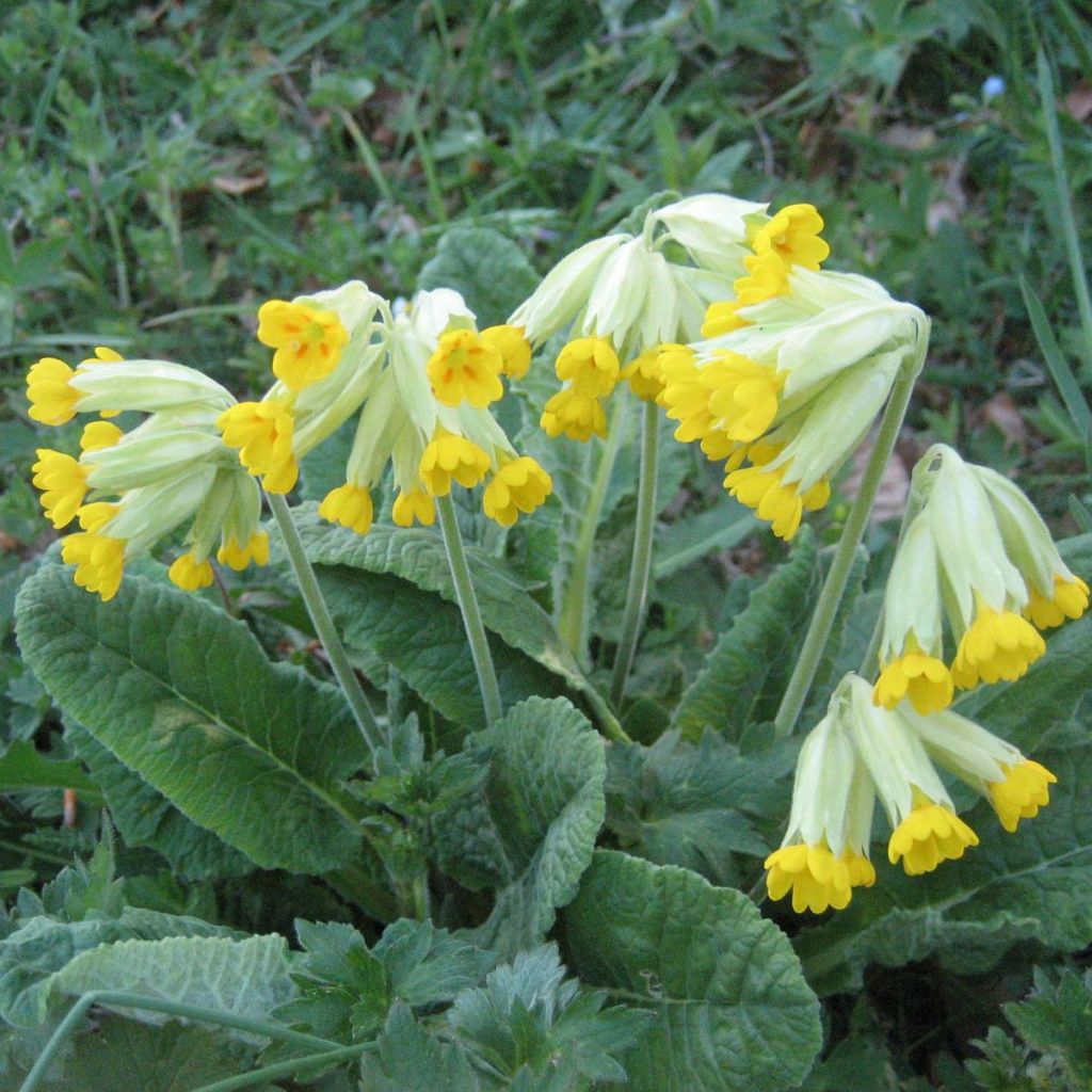 Primula veris - Primel