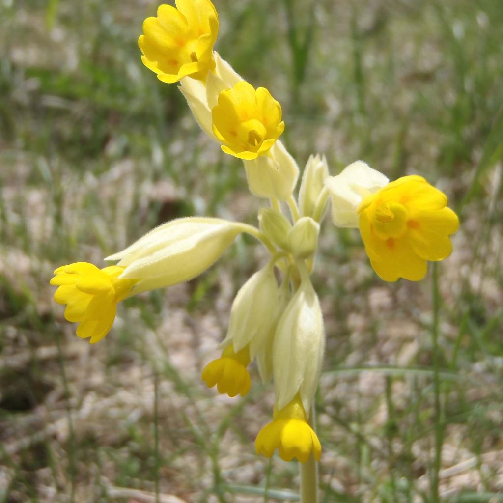 Primula veris - Primel