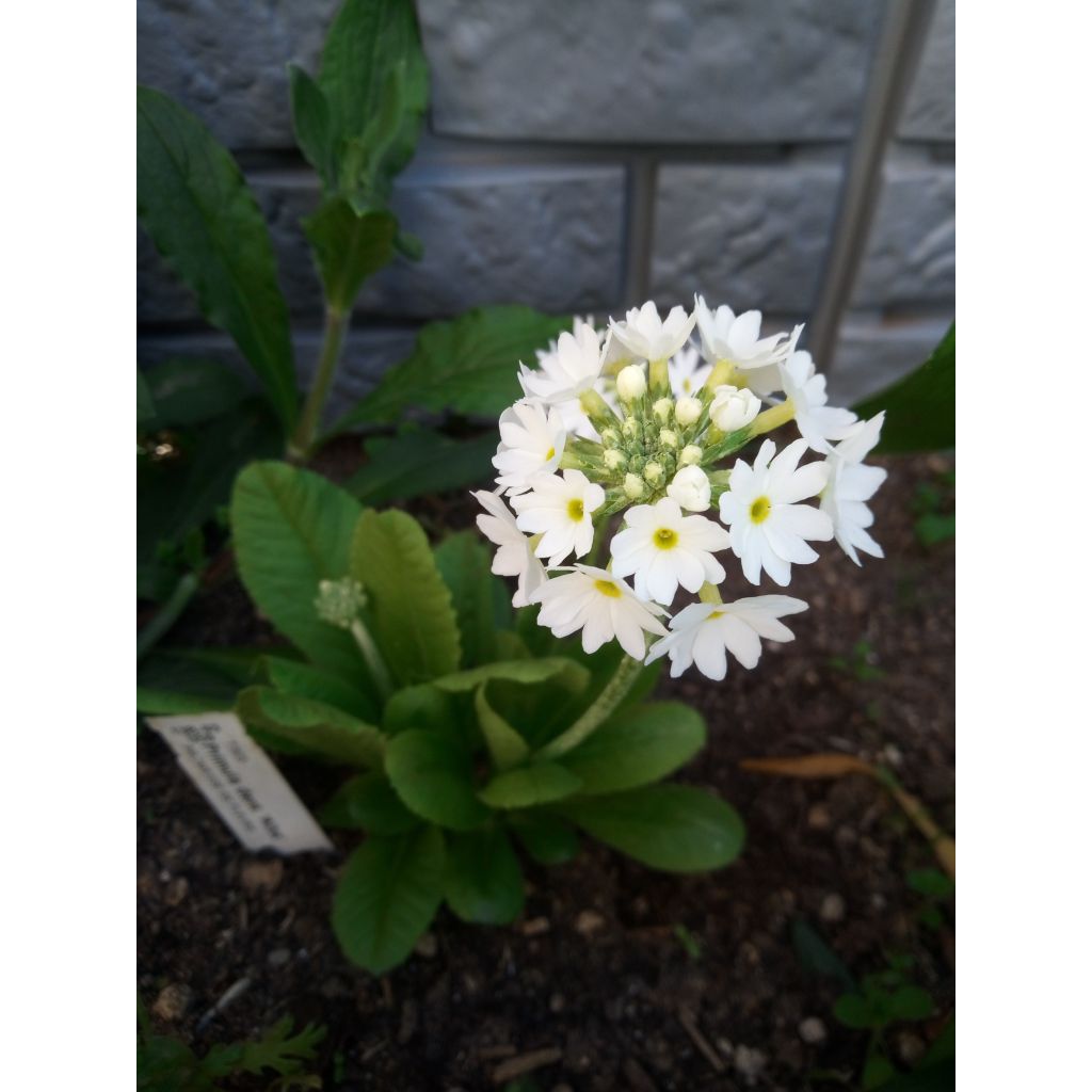 Primula denticulata Alba - Kugelprimel