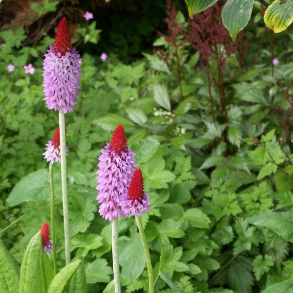 Primula vialii - Primel