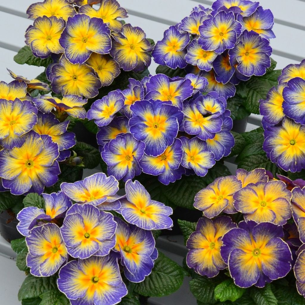 Primula x acaulis Fireflies - Primel