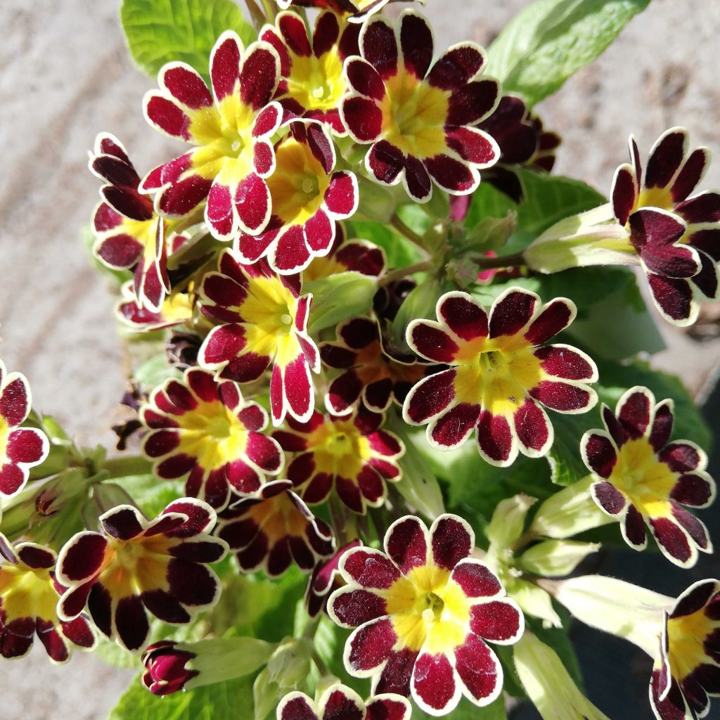 Hohe Schlüsselblume Mister Gold Laced - Primula