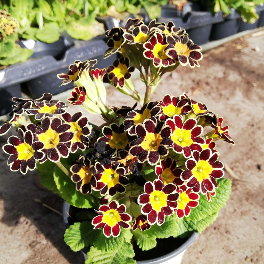 Primevère - Primula elatior Mister Gold Laced