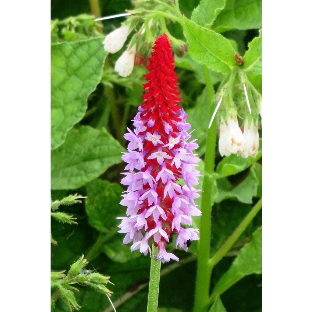 Primula vialii - Primel