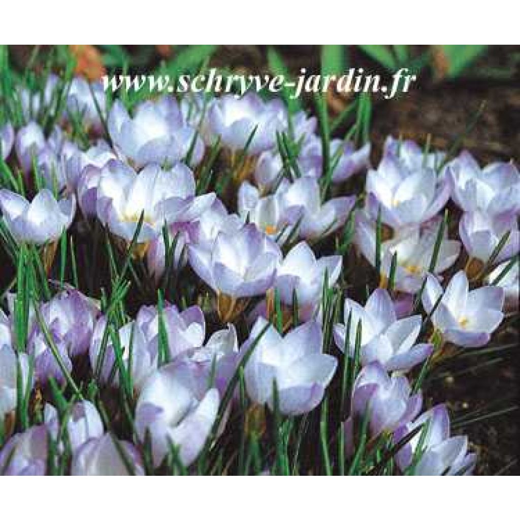 Crocus chrysanthus Princesse Béatrice ou Beatrix