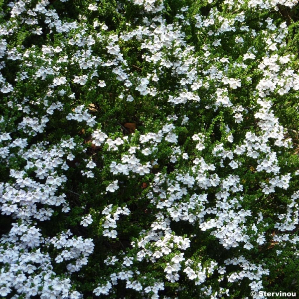 Prostanthera cuneata - Minzbusch