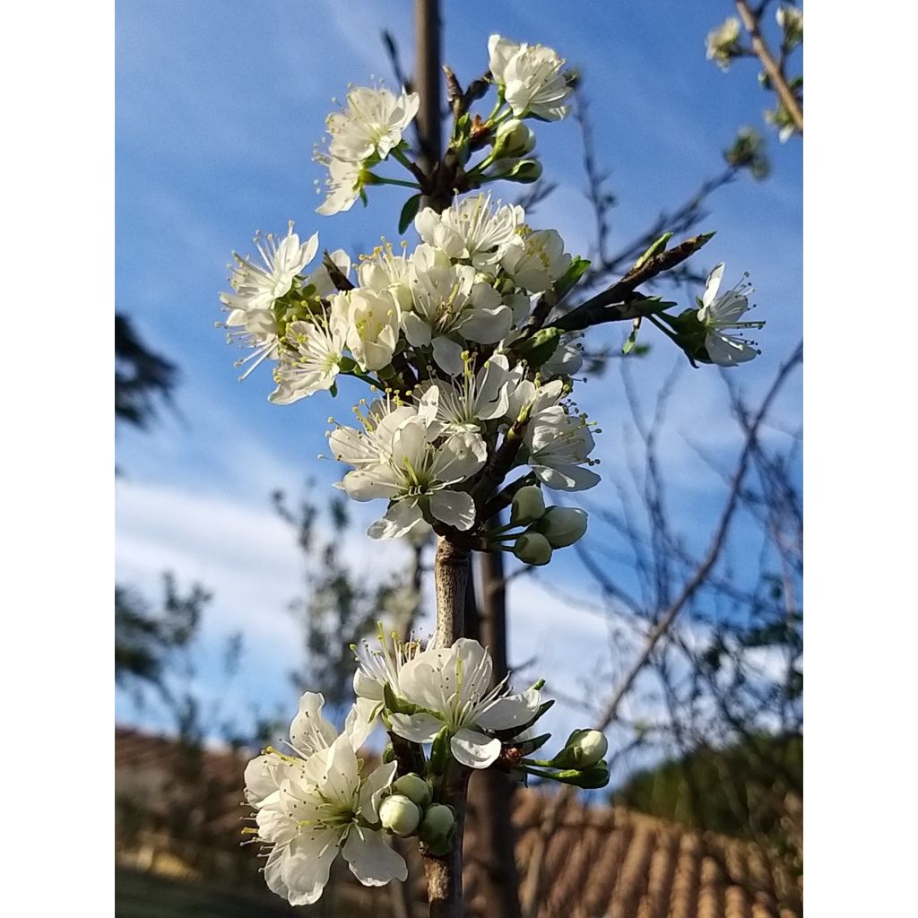 Mirabellenbaum Mirabelle de Nancy - Prunus