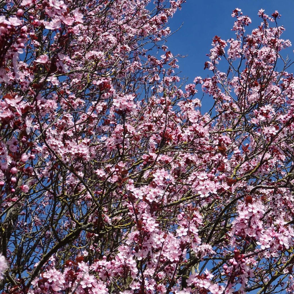 Kirsch-Pflaume - Prunus cerasifera