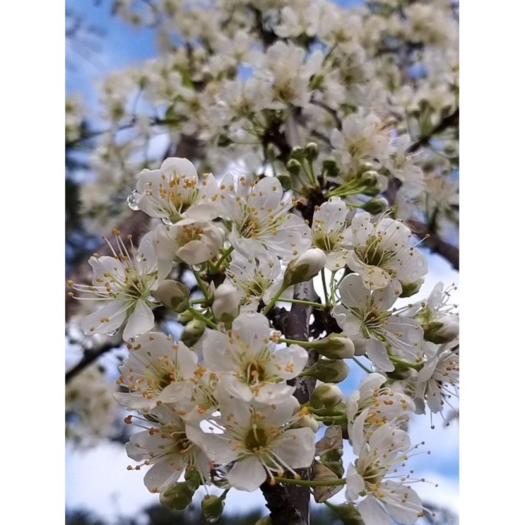 Pflaume Victoria - Prunus domestica