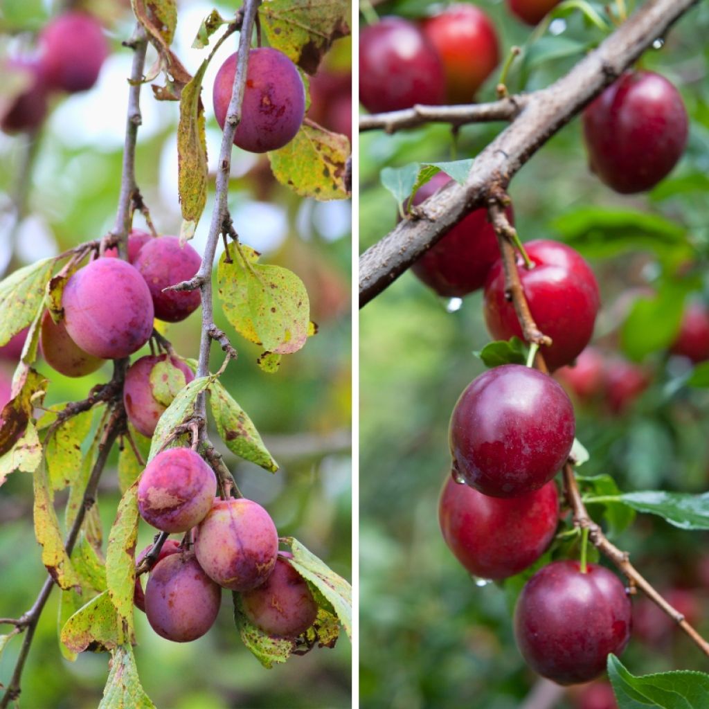 Pflaume Opal, Victoria - Prunus domestica